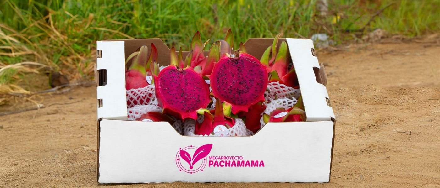 Caja de exportación del Megaproyecto Pachamama con pitahaya lista para enviar