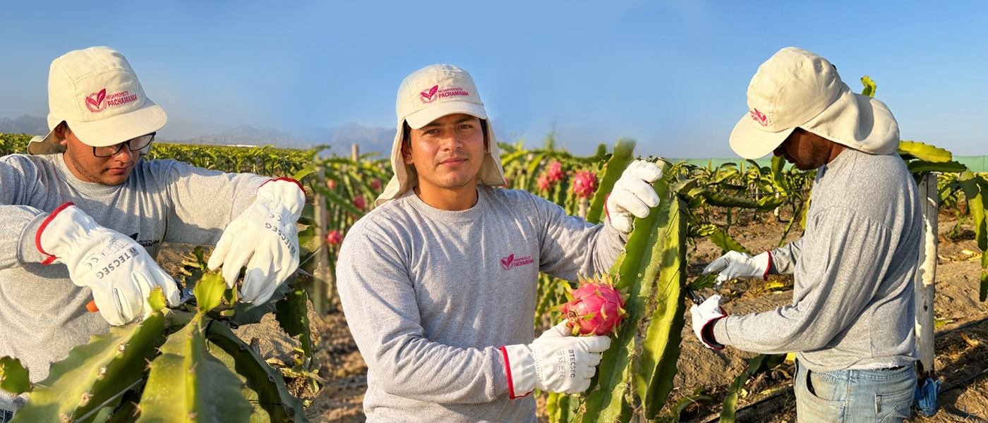 Trabajadores cosechando pitahaya con uniforme, guantes y protección solar