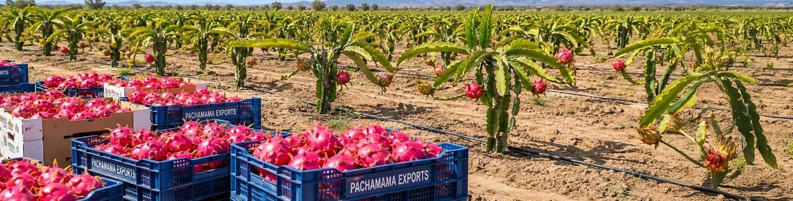 Jabas de pitahaya recién cosechada en el campo del Megaproyecto Pachamama, en Jayanca