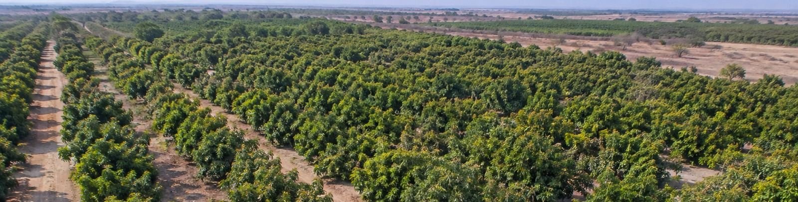 Vista aerea de un huerto de palta Hass en produccion en la costa norte del Peru