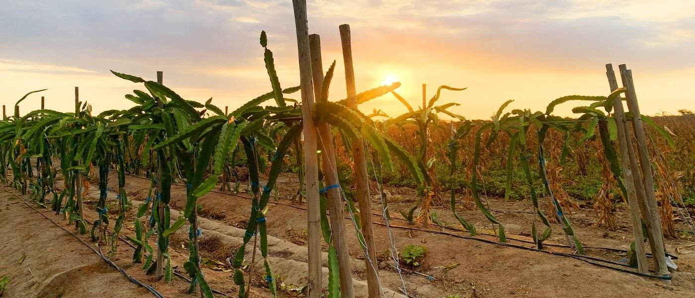 Cultivo de pitahaya con su linea de riego al atardecer en el fundo de Jayanca