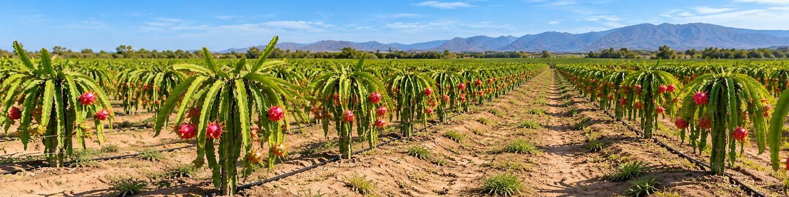Hileras de pitahaya cargadas de fruta en el fundo del Megaproyecto Pachamama, en Jayanca