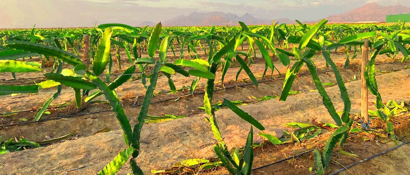 Hilera de pitahaya con su sistema de riego por goteo instalado en el fundo de Jayanca