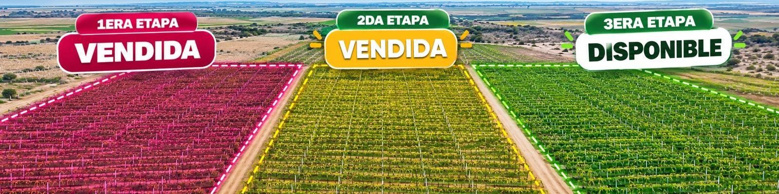 Vista aerea del fundo del Megaproyecto Pachamama en Jayanca con las tres etapas de lotes delimitadas