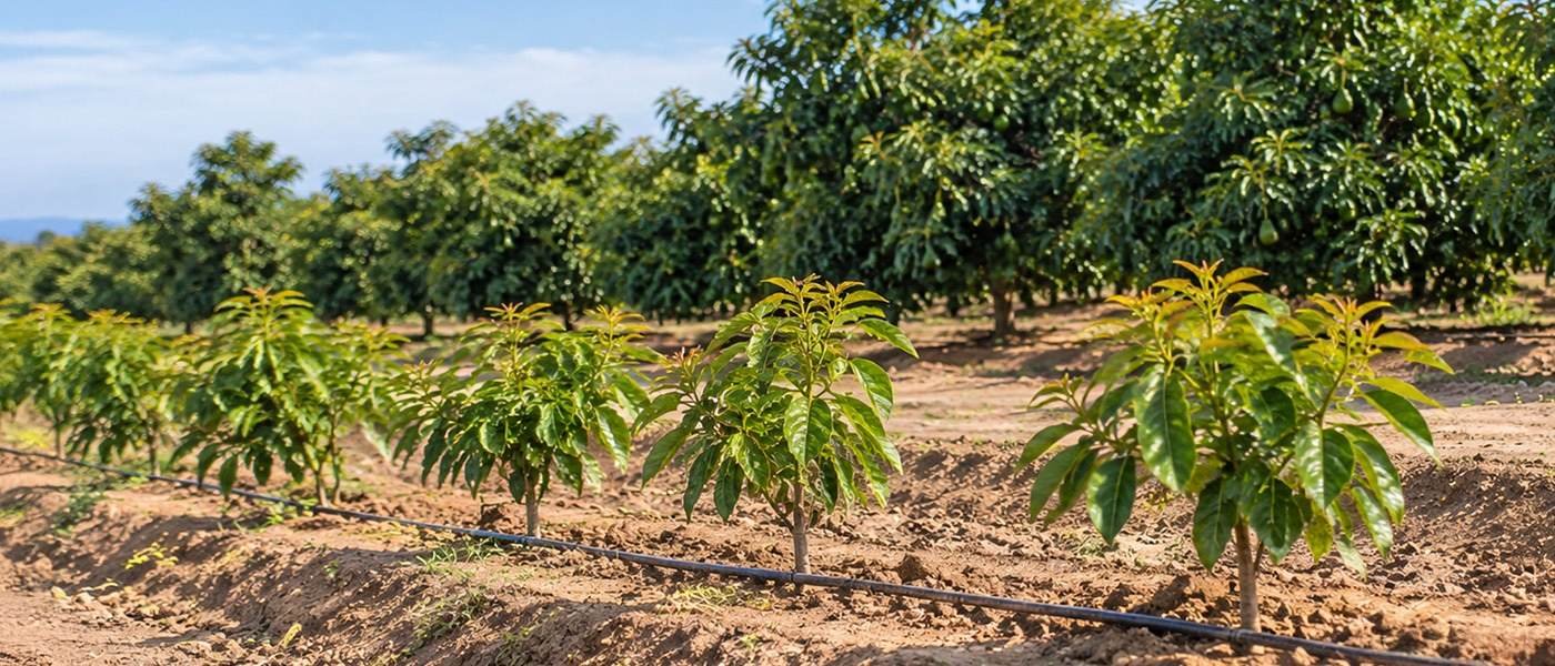 Paltos jovenes recien sembrados con su linea de riego, y detras los arboles ya en produccion