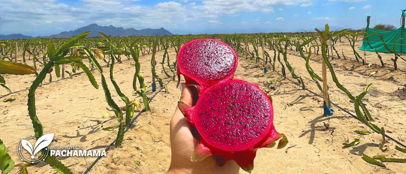 Pitahaya American Beauty de pulpa roja partida por la mitad, con el cultivo del Megaproyecto Pachamama al fondo