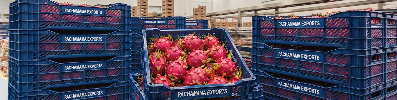 Cajas de pitahaya del Megaproyecto Pachamama preparadas para exportación