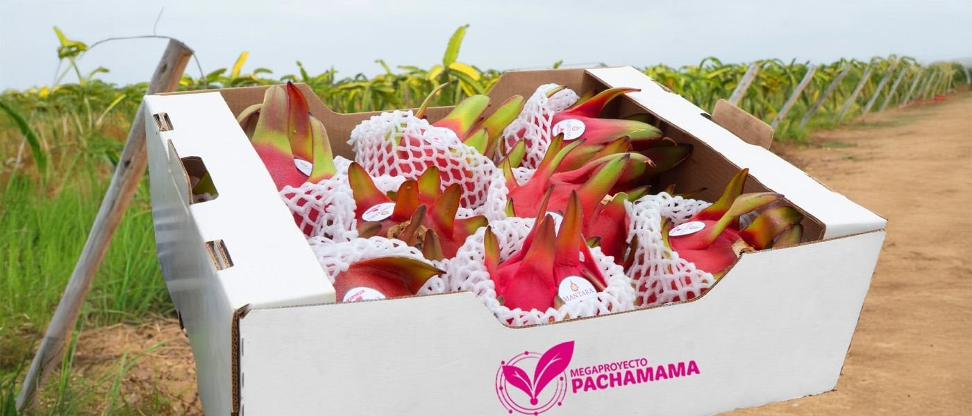 Pitahaya empacada en caja de cartón al borde del cultivo, lista para exportar