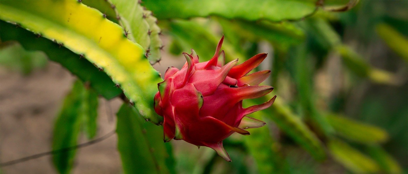 Pitahaya roja madurando en la planta en el cultivo del Megaproyecto Pachamama